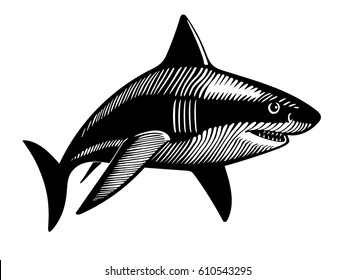 isolated shark on white background, hand drawing