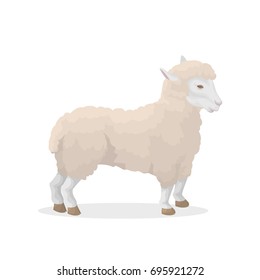 Isolated sheep illustration on white background. Farm animal.