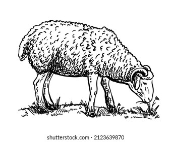 Isolated sheep on a white background. Cattle breeding