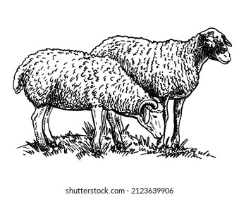 Isolated sheep on a white background. Cattle breeding