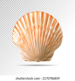 Conchas aisladas con fondo transparente. Vector realista