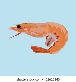 Isolated shrimp on blue background, Vector illustration
