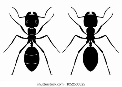 17 Laborious ants Images, Stock Photos & Vectors | Shutterstock