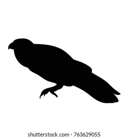  isolated silhouette of a bird, ravens