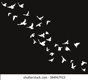  isolated silhouette of birds flying on a black background