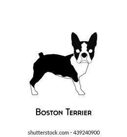 Isolated silhouette of a boston terrier on a white background