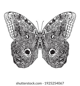 Isolierte Silhouette eines Schmetterlings - Vektorgrafik