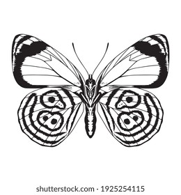 Isolated silhouette of a butterfly - Vector illustration