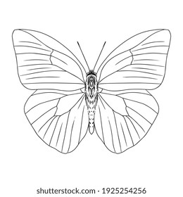 Isolated silhouette of a butterfly - Vector illustration