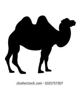  isolated silhouette of a camel walking on a white background