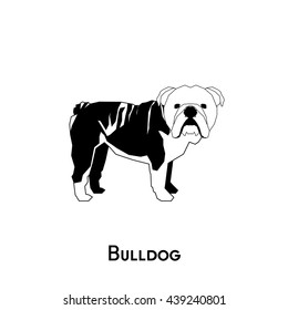 Isolated silhouette of a cute bulldog on a white background