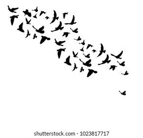  isolated silhouette flock of flying birds on white background