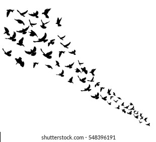 isolated silhouette flocks of flying pigeons,vector