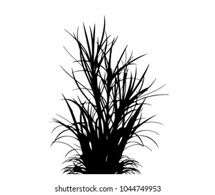 isolated silhouette of grass