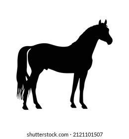 Isolated silhouette of a horse. Horse. Vector illustration.