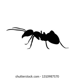 isolated, silhouette of insect ant