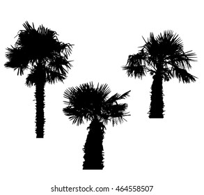 Isolated Silhouette of Palm Trees on White Background. Vector Illustration. EPS10