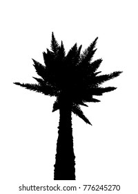 Isolated Silhouette of Palm Trees on White Background. Vector Illustration. EPS10