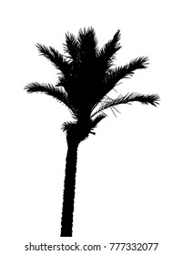 Isolated Silhouette of Palm Trees on White Background. Vector Illustration. EPS10