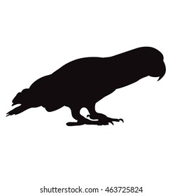  isolated silhouette of a parrot