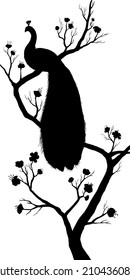 Isolated silhouette of a peacock sitting on a branch and a Japanese flowering tree with a curved trunk without leaves. Outline of a young sakura and fabulous bird with a big tail without background.