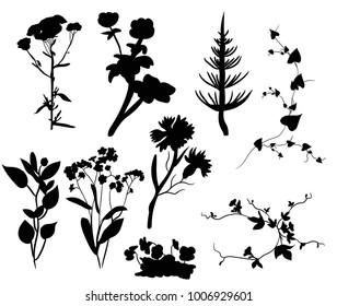 isolated silhouette of a plant on a white background