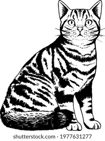 Isolated silhouette of a realistic cat Vector