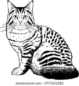 Isolated silhouette of a realistic cat Vector
