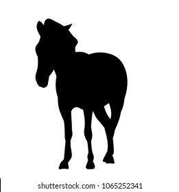 isolated, silhouette of a zebra, pony, horse