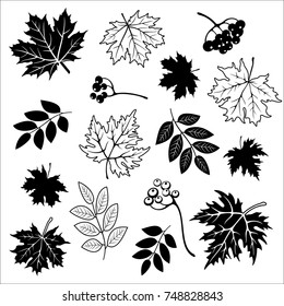 Isolated silhouettes of autumn leaves. Vector set of hand drawn lllustrations on white background.