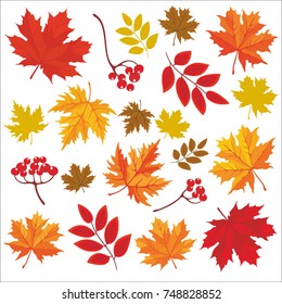 Isolated silhouettes of autumn leaves. Vector set of hand drawn lllustrations on white background.