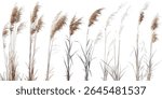 Isolated silver banner grass tree Miscanthus sacchariflorus cutout, Amur silver grass decorative plant, natural garden greenery, landscape design element, vector illustration.