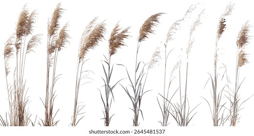 Banner prateado isolado árvore de grama Miscanthus sacchariflorus recorte, Amur grama prateada planta decorativa, vegetação de jardim natural, elemento de projeto de paisagem, ilustração vetorial.