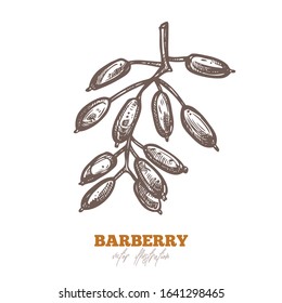 Isolated single barberry branch with berries on white. Spice and herbs vector illustration. Hand drawn sketch drawing