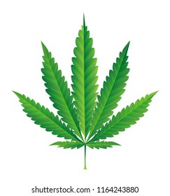 isolated single green cannabis leaf vector on white 