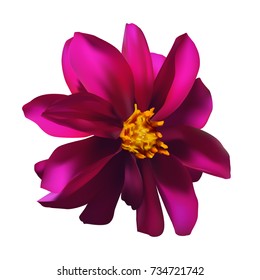 isolated single purple flower on white background, realistic gradient mesh floral vector illustration
