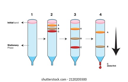 Isolated Size Exclusion Chromatography Illustration In White Background.