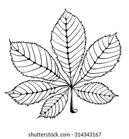 Isolated skeleton oak leaf with veins