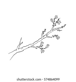 Isolated sketch of branch with flower buds isolated on white background.