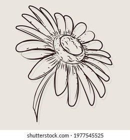 Isolated sketch of a daisy flower Vector illustration