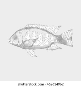 Isolated sketch of a fish, Vector illustration