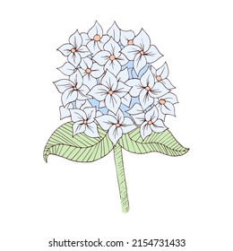 Isolated sketch of a flower Spring time Vector illustration