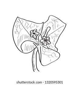 Isolated sketch of a flower. Vector illustration design