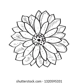 Isolated sketch of a flower. Vector illustration design