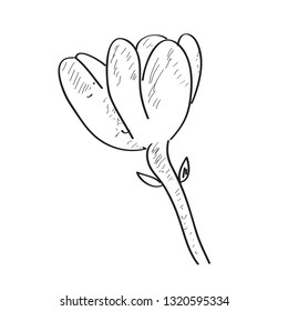 Isolated sketch of a flower. Vector illustration design
