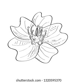 Isolated sketch of a flower. Vector illustration design