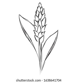 Isolated sketch of a flower - Vector illustration