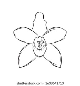 Isolated sketch of a flower - Vector illustration