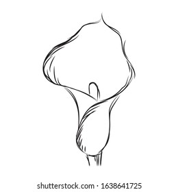 Isolated sketch of a flower - Vector illustration
