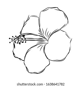 Isolated sketch of a flower - Vector illustration